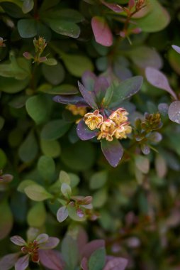 Berberis thunbergii atropurpurea fundalığı