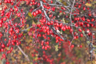 Berberis thunbergii kırmızı meyveli çalılık