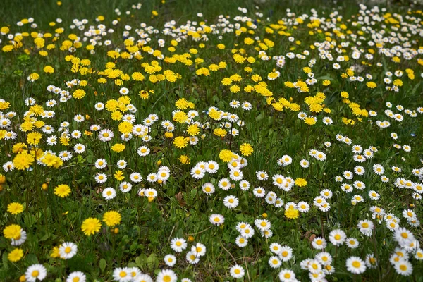Bellisperennis ve Crepis Sancta çiçekli bahar çayırı
