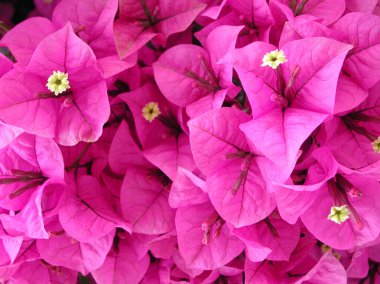 Bougainvillea tırmanışçısının mor çiçeği
