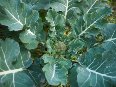 Taze Brassica oleracea bitkileri