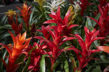 Guzman bitkilerinin kırmızı ve sarı kızılötesi.