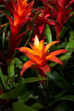 Guzman bitkilerinin kırmızı ve sarı kızılötesi.