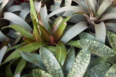 Bromeliad bitkilerinin renkli yaprakları