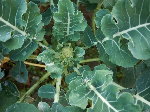 Plantas Frescas Brassica Oleracea — Fotografia de Stock