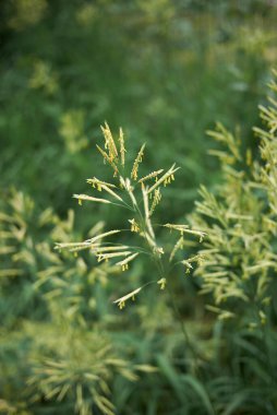Bromus inermis görünümü