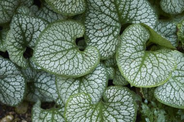Brunnera makrophylla manzarası