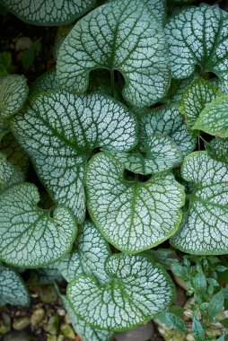 Brunnera makrophylla manzarası