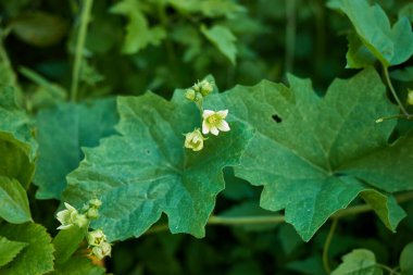 Bryonia albası çiçekle kapat