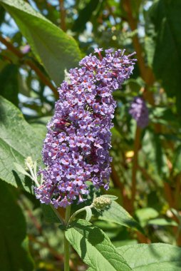 Buda 'nın Mor İnciline Bakış