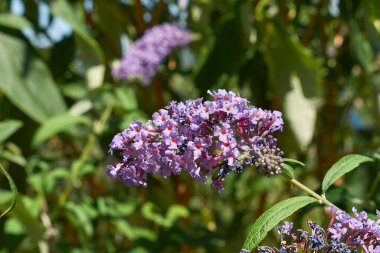 Buda 'nın Mor İnciline Bakış