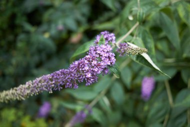 Buda 'nın Mor İnciline Bakış
