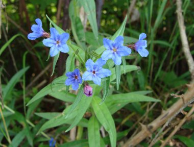 Lithospermum purpurpurocaeruleum 'un mavi çiçekleri