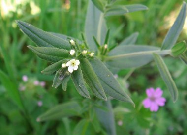 Lithospermum beyaz çiçekleri uyandır