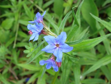 Lithospermum purpurpurocaeruleum 'un mavi çiçekleri