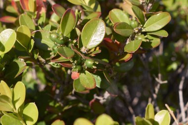 Buxus microphylla taze meyveyle kapatın.