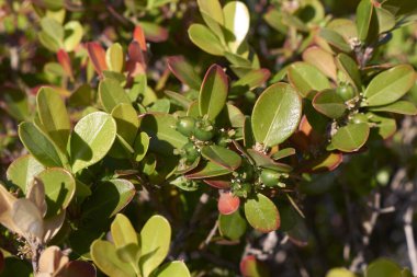 Buxus microphylla taze meyveyle kapatın.