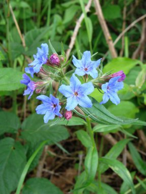 Lithospermum purpurpurocaeruleum 'un mavi çiçekleri