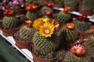 Çiçek pazarında kaktüs