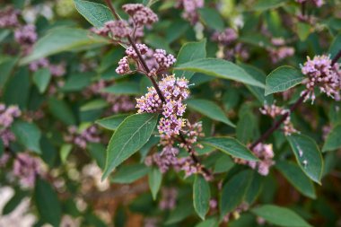 Callicarpa bodinieri çiçek açmış.