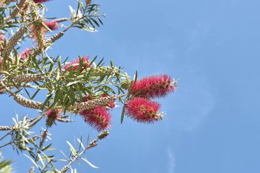 Malaleuca Citrina Çalı Görünümü