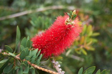 Malaleuca Citrina Çalı Kabartması