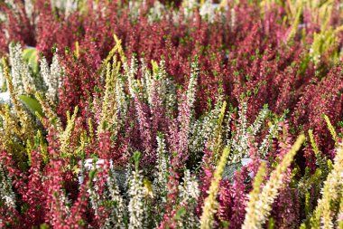 Calluna vulgaris bitkilerinin renkli çiçekleri