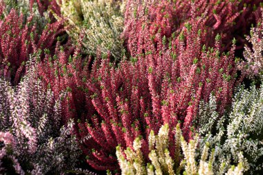 Calluna vulgaris bitkilerinin renkli çiçekleri