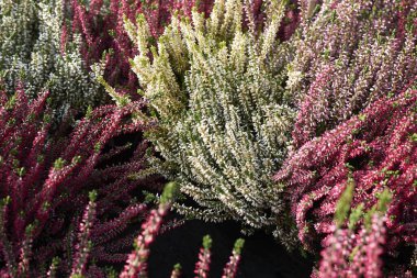 Calluna vulgaris bitkilerinin renkli çiçekleri