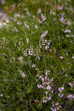 Calluna vulgaris bitkileri çiçek açtı.