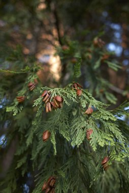 Calocedrus kozalaklı dalları yok eder