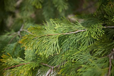 Calocedrus decurrens şubesini kapatın.