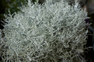 silver foliage of Calocephalus brownii plant clipart