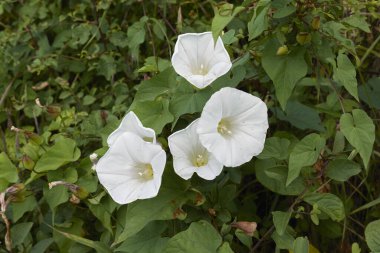 Calystegia Silvatica çiçek açtı