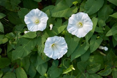 Calystegia Silvatica çiçek açtı