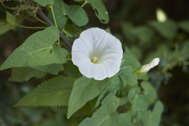 Calystegia Silvatica çiçek açtı