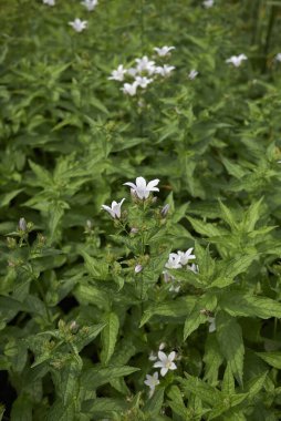 Campanula lactiflora beyaz çiçekleri