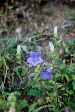 Mor mavi çiçekli Campanula ortamı