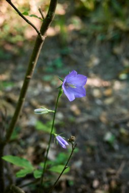 Campanula persifolia mor tonlama.