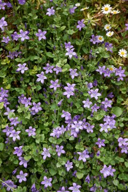 Campanula martenschlagiana bitkileri dikey gardda