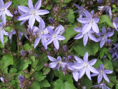 Campanula poscharskyana çiçek açtı