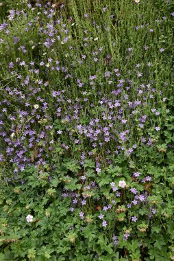 Campanula martenschlagiana bitkileri dikey gardda