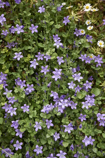 Campanula martenschlagiana bitkileri dikey gardda