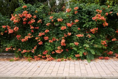 Kampüs radyan portakal çiçeği