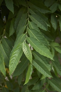 Taze Cananga kokulu ağacı yaprakları