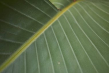 İndika kapatılamıyor