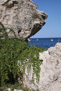 Capparis spinosa görünümü