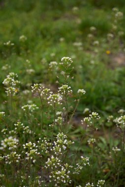 Capsella bursa pastoris çiçeği ve meyve