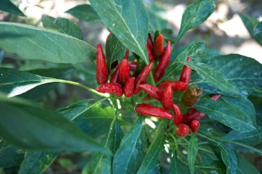 Capsicum annuum taze meyve ve çiçek