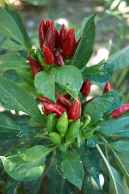 Capsicum annuum taze meyve ve çiçek